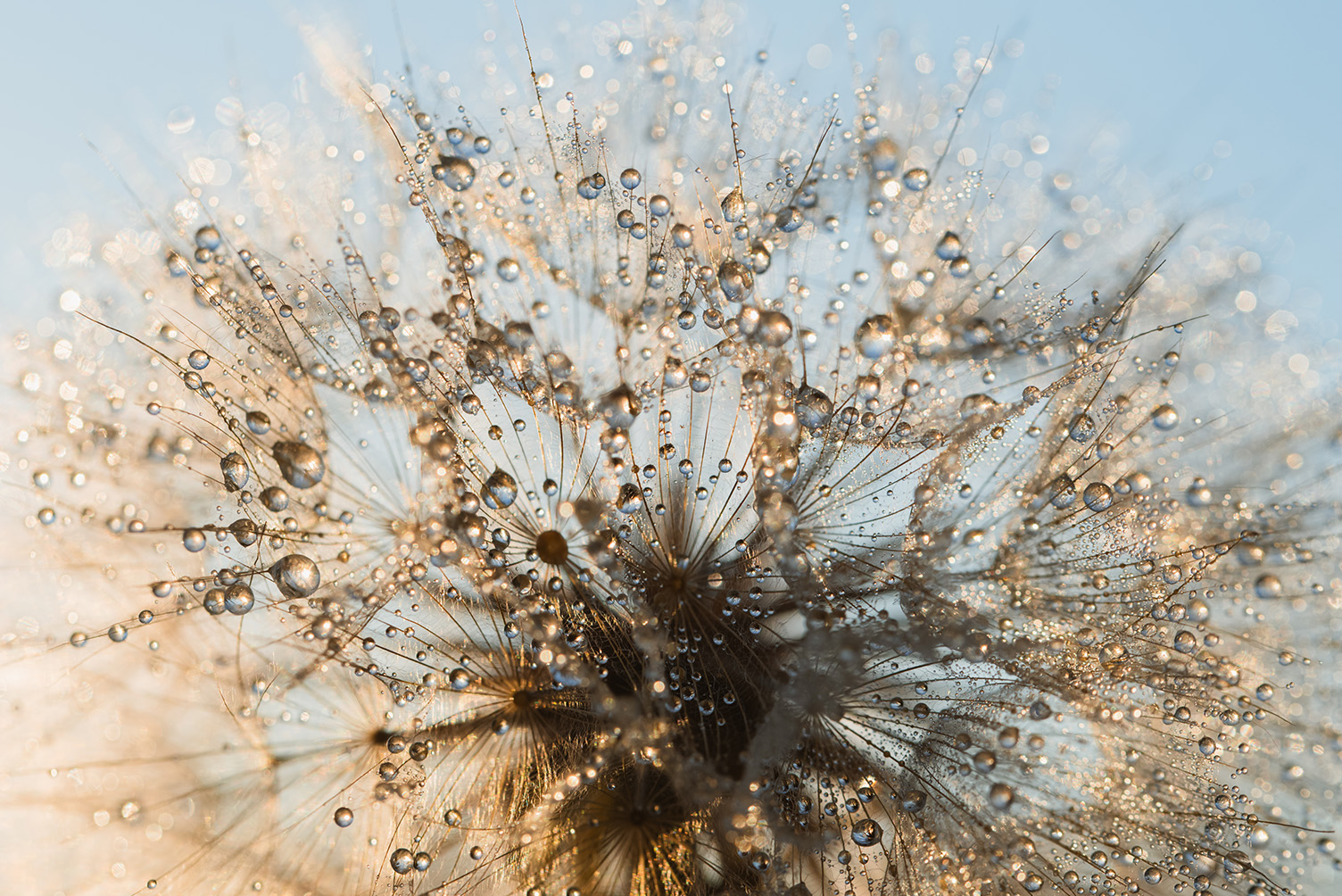 beautiful-dew-drops-on-a-dandelion-seed