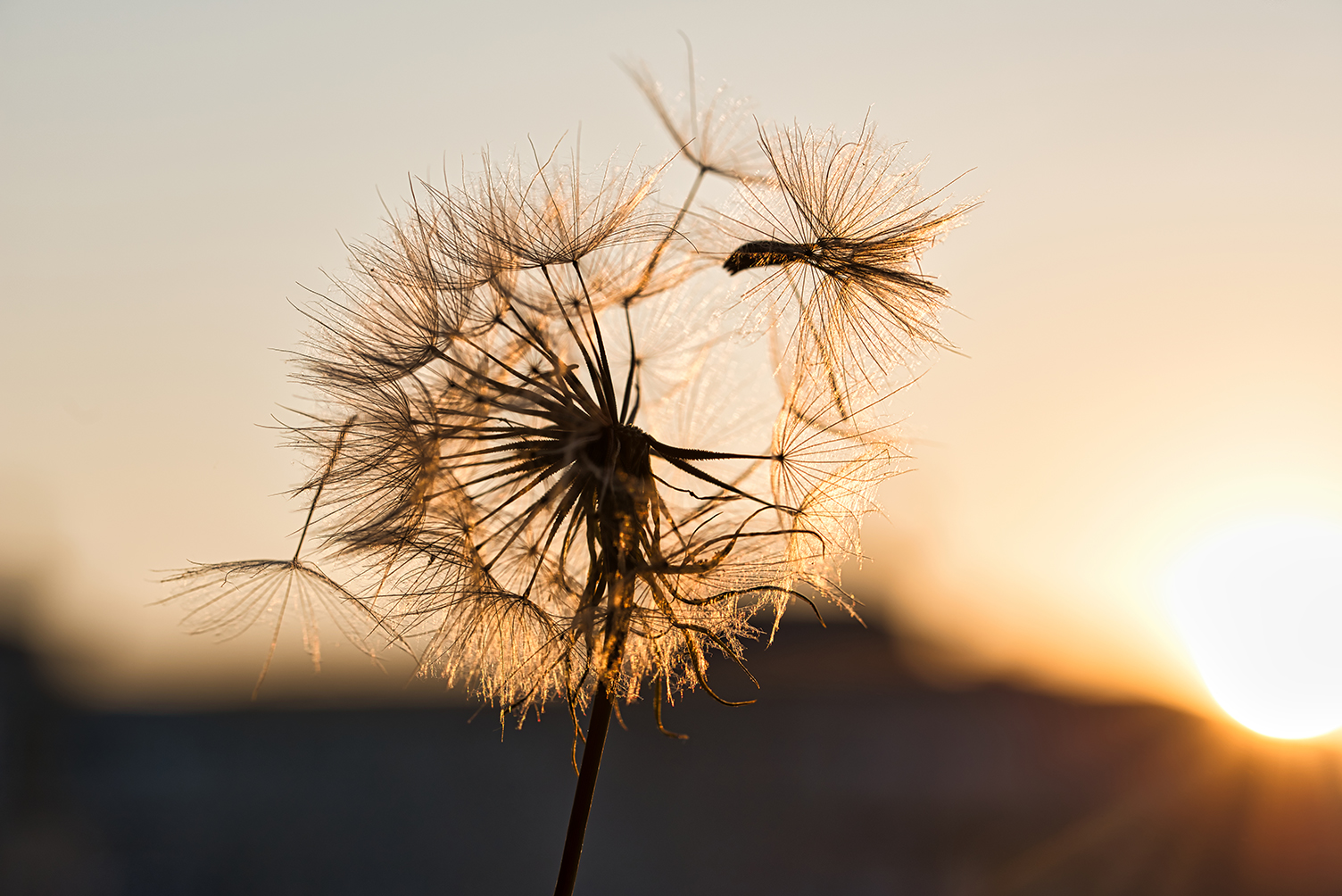 dandelion-at-sunset